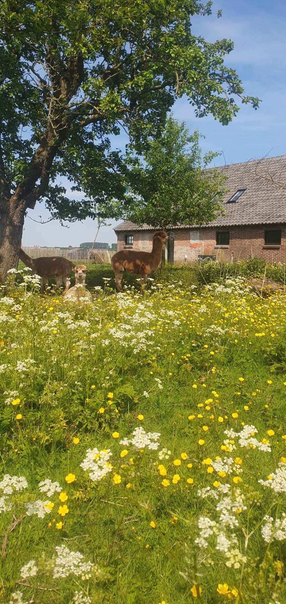 De Wagenloods Bed & Breakfast Alphen aan den Rijn Ngoại thất bức ảnh